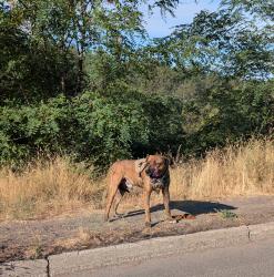 Found/Stray Male Dog last seen Under the TJ Meenach bridge, Spokane, WA 99205