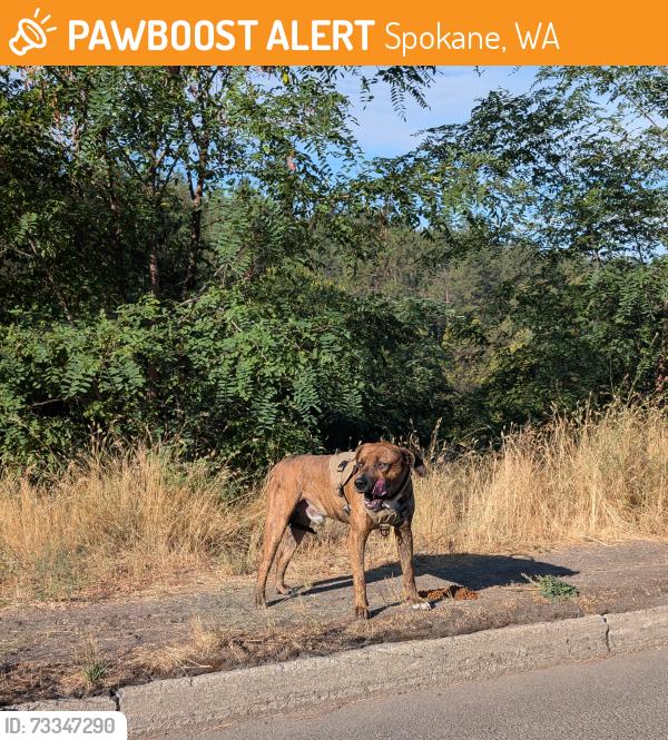 Found/Stray Male Dog last seen Under the TJ Meenach bridge, Spokane, WA 99205