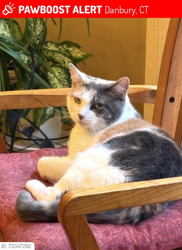Lost Female Cat last seen Ken oaks drive Danbury CT, Danbury, CT 06810