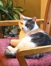 Lost Female Cat last seen Ken oaks drive Danbury CT, Danbury, CT 06810