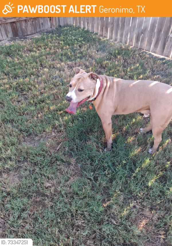 Found/Stray Male Dog last seen Near hwy by Navarro Ranch entrance, Geronimo, TX 78155