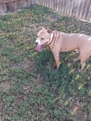 Found/Stray Male Dog last seen Near hwy by Navarro Ranch entrance, Geronimo, TX 78155