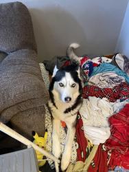 Reunited Male Dog last seen It’s been a hour since he was last seen so I’m not sure where he could be now, Buffalo, NY 14220