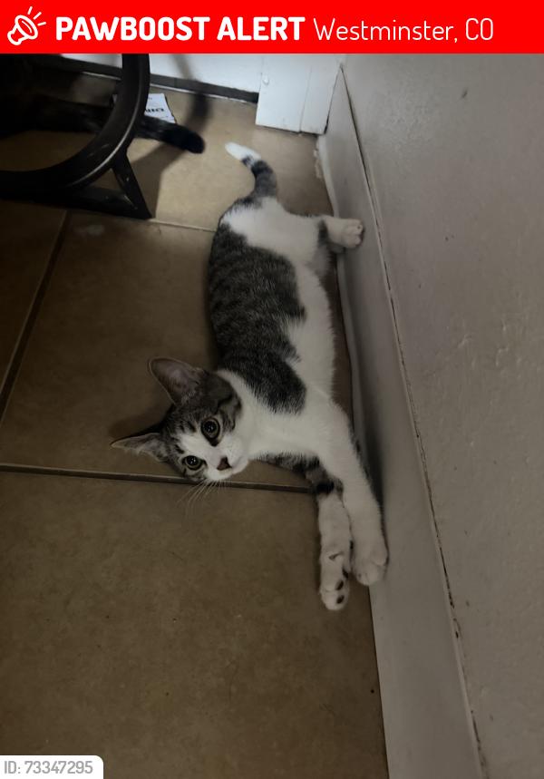Lost Female Cat last seen 72nd and federal, Westminster, CO 80030