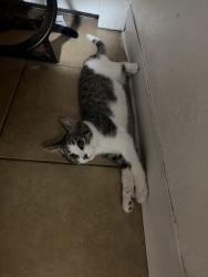 Lost Female Cat last seen 72nd and federal, Westminster, CO 80030