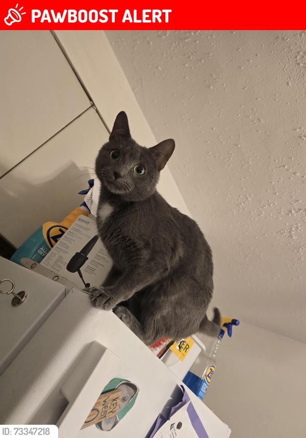 Lost Male Cat last seen Obed Ave and Charles st., North Providence, RI 02904