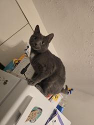 Lost Male Cat last seen Obed Ave and Charles st., North Providence, RI 02904