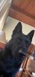Reunited Male Dog last seen Near Judith ln, Lafayette, CA 94549