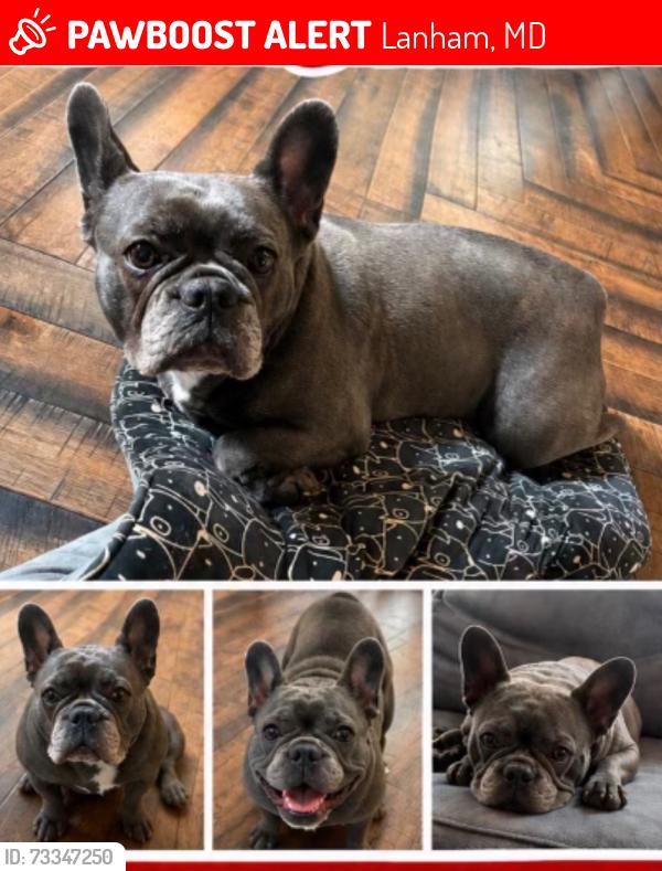 Lost Female Dog last seen Lanham Md, Lanham, MD 20706