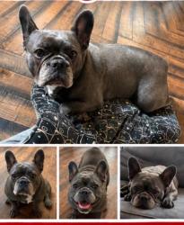 Lost Female Dog last seen Lanham Md, Lanham, MD 20706