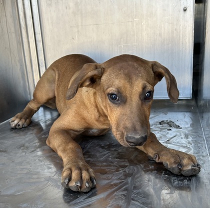 Shelter Stray Male Dog last seen LINCOLN AVE & NW 30TH ST, North District,, 355 Hillshire Dr, Haslet, TX 76052, USA
