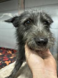Shelter Stray Male Dog last seen W Bowles Ave & N Bryan Ave, Raisin City Zone Fresno CO 1A 93652, CA, 1510 W Dan Ronquillo Dr, Fresno, CA 93706, USA