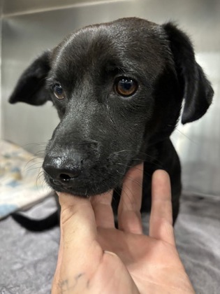 Shelter Stray Male Dog last seen W Bowles Ave & N Bryan Ave, Raisin City Zone Fresno CO 1A 93652, CA, 1510 W Dan Ronquillo Dr, Fresno, CA 93706, USA