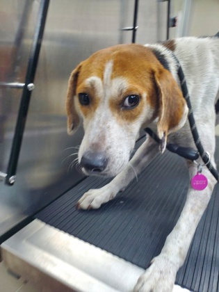Shelter Stray Male Dog last seen Near Colossians Court, City of Charleston, SC, 2455 Remount Rd, North Charleston, SC 29406, USA
