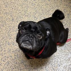 Shelter Stray Male Dog last seen Heritage Park, Parks Department, KS, 5424 Antioch Dr, Merriam, KS 66202, USA