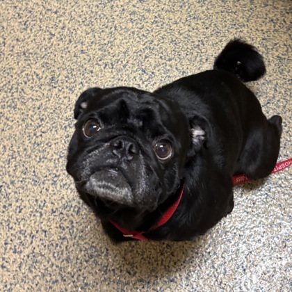 Shelter Stray Male Dog last seen Heritage Park, Parks Department, KS, 5424 Antioch Dr, Merriam, KS 66202, USA
