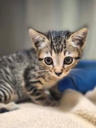 Shelter Stray Male Cat last seen Near E Hawkins Pkwy, Longview, City of, TX, 303 H G Mosley Pkwy, Longview, TX 75604, USA