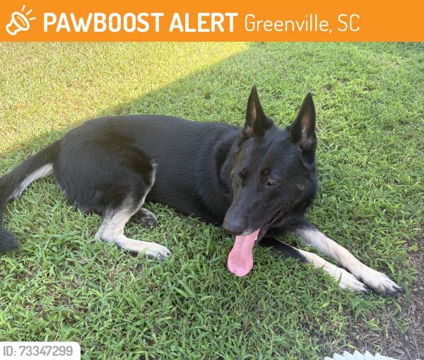 Found/Stray Male Dog last seen Pleasant Ridge Ave. and Long Hill St., Greenville, SC 29605
