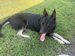 Found/Stray Male Dog last seen Pleasant Ridge Ave. and Long Hill St., Greenville, SC 29605