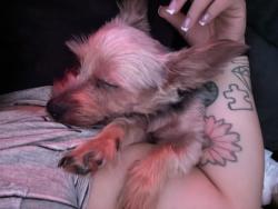 Lost Male Dog last seen Anaheim and western ave, Los Angeles, CA 90710