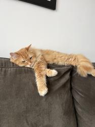 Reunited Male Cat last seen Manbrough place, Winnipeg, MB 