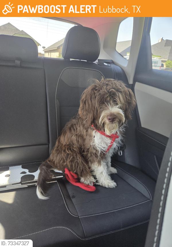 Found/Stray Unknown Dog last seen Corner of 113th and Flint, Lubbock, TX 79423