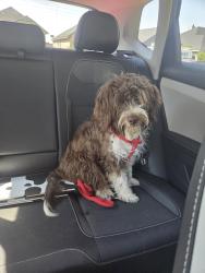 Found/Stray Unknown Dog last seen Corner of 113th and Flint, Lubbock, TX 79423