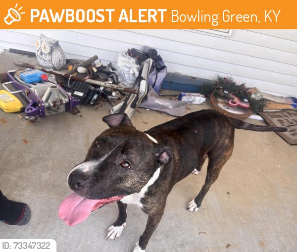 Found/Stray Female Dog last seen Off of the bypass, Bowling Green, KY 42104