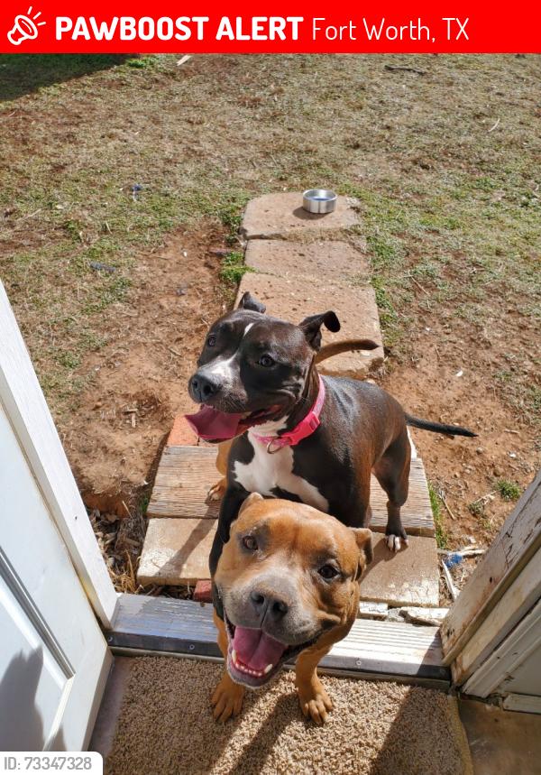 Lost Female Dog last seen Riverside and western center, Fort Worth, TX 76137