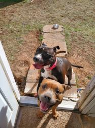 Lost Female Dog last seen Riverside and western center, Fort Worth, TX 76137