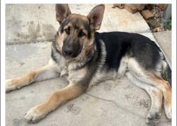 Reunited Male Dog last seen Washington n E 73 rd, Denver, CO 80229