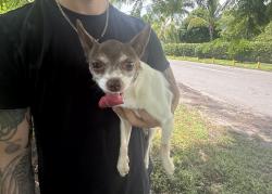 Found/Stray Male Dog last seen My hse, Fort Lauderdale, FL 33312
