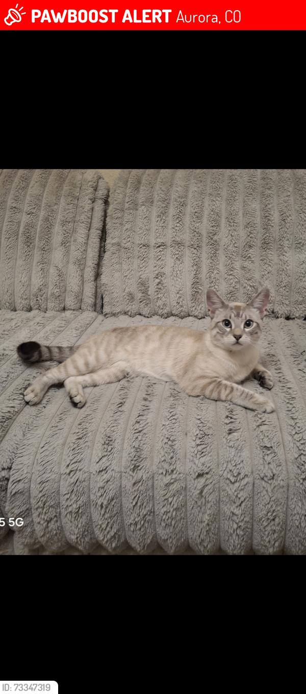 Lost Male Cat last seen East 5th Ave, Aurora, CO 80011
