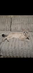 Lost Male Cat last seen East 5th Ave, Aurora, CO 80011