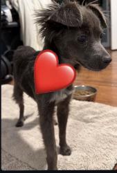 Reunited Unknown Dog last seen N Fairview Ave & W Grant Rd, Tucson, AZ 85705, USA, Tucson, AZ 85705