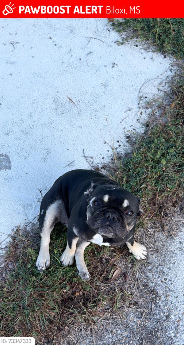 Lost Female Dog last seen Near Travia Ave Biloxi ms, Biloxi, MS 39531