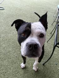 Shelter Stray Female Dog last seen Near Carmenita Road, La Mesa, CA, 91941, El Cajon, CA 92020, USA