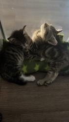 Shelter Stray Male Cat last seen barret junction, Dulzura, CA, 91917, 5500 Gaines St, San Diego, CA 92110, USA