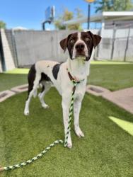 Shelter Stray Male Dog last seen Near S Pioneer Road, SALT LAKE CITY, UT, 84104, 511 W 3900 S, Salt Lake City, UT 84123, USA