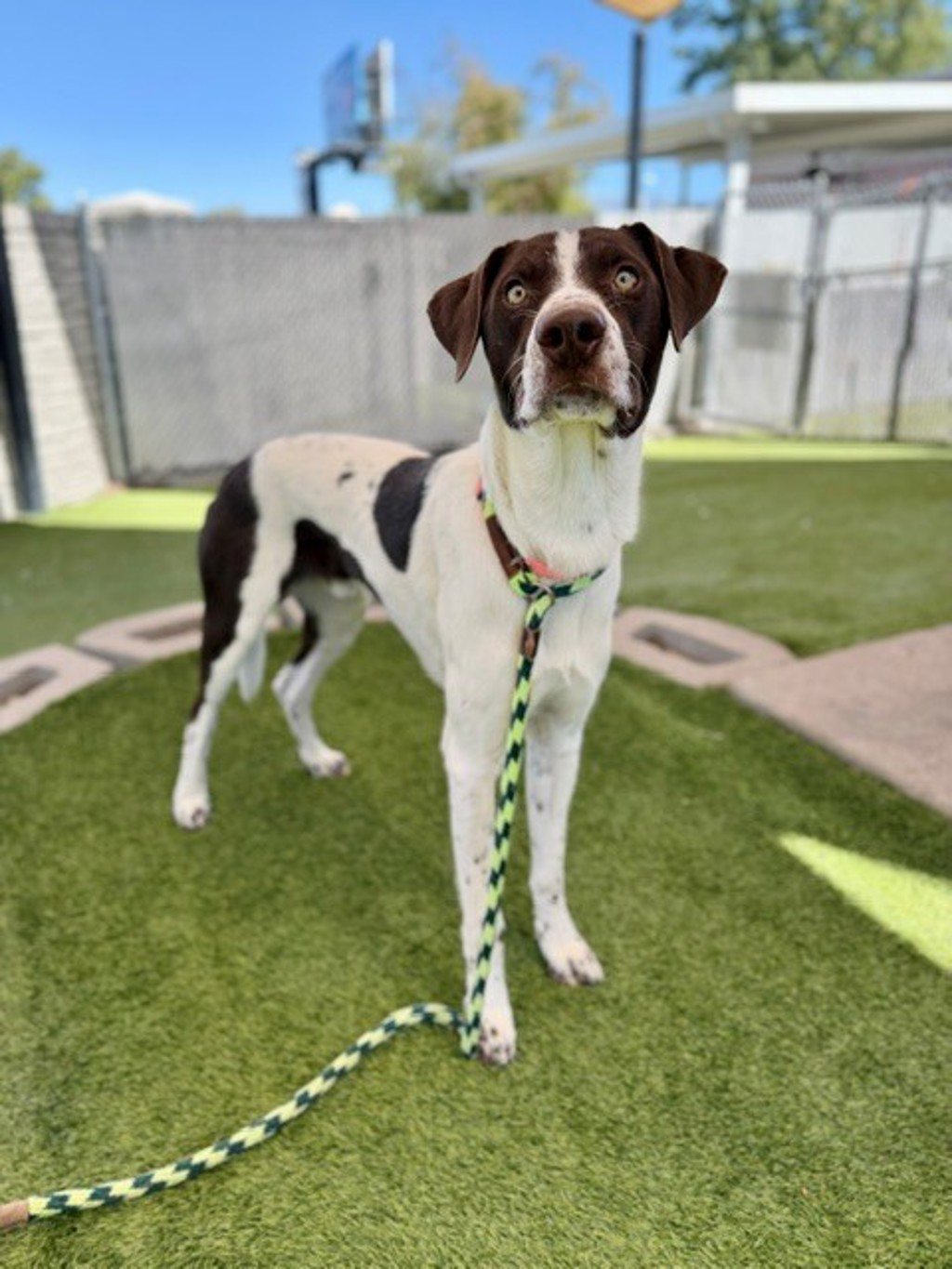 Shelter Stray Male Dog last seen Near S Pioneer Road, SALT LAKE CITY, UT, 84104, 511 W 3900 S, Salt Lake City, UT 84123, USA
