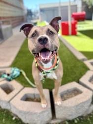 Shelter Stray Male Dog last seen Near S State Street, MURRAY CITY, UT, 84107, 511 W 3900 S, Salt Lake City, UT 84123, USA