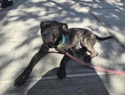Shelter Stray Male Dog last seen Central Park Conservancy, NEW YORK, NY, 10022, 326 E 110th St, New York, NY 10029, USA