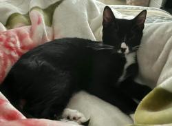 Shelter Stray Male Cat last seen NEW YORK, NY, 10029, 326 E 110th St, New York, NY 10029, USA