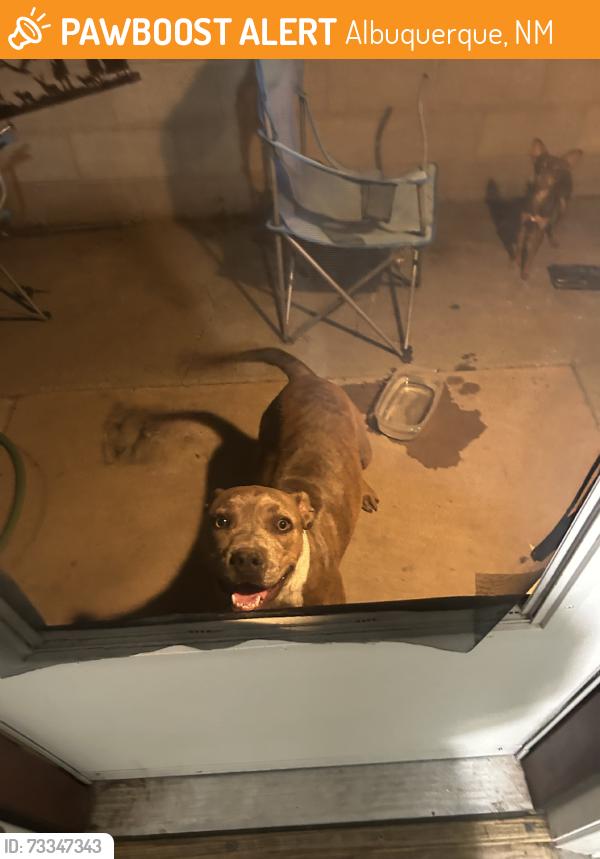 Found/Stray Female Dog last seen Starbucks, Albuquerque, NM 87112