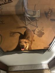 Found/Stray Female Dog last seen Starbucks, Albuquerque, NM 87112