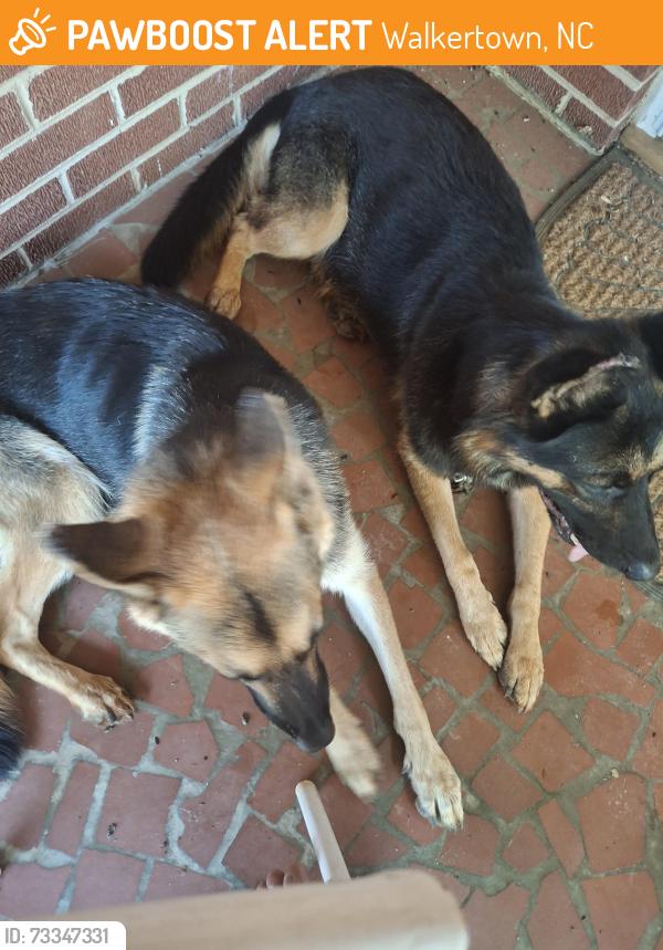 Found/Stray Female Dog last seen New Walkertown & Old Hollow, Walkertown, NC 27051