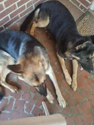 Found/Stray Female Dog last seen New Walkertown & Old Hollow, Walkertown, NC 27051
