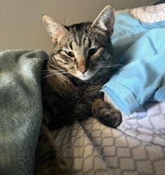 Lost Male Cat last seen Near Gosford Village and Wilderness Park in silver creek, Bakersfield, CA 93313