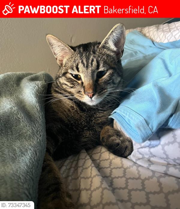 Lost Male Cat last seen Near Gosford Village and Wilderness Park in silver creek, Bakersfield, CA 93313