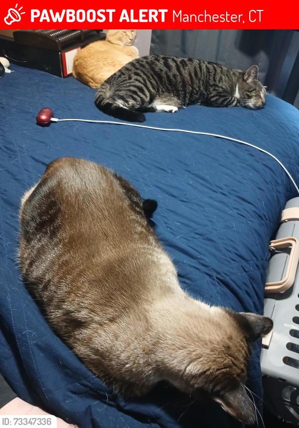 Lost Male Cat last seen Knox street, Manchester, CT 06040